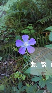 频繁借款和逾期哪个严重 频繁借款和逾期哪个严重