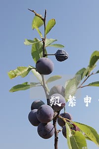 频繁申请网贷而且有逾期 频繁申请网贷而且有逾期