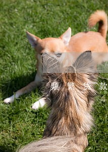 频繁贷款没有逾期影响房响吗 频繁贷款没有逾期影响房响吗