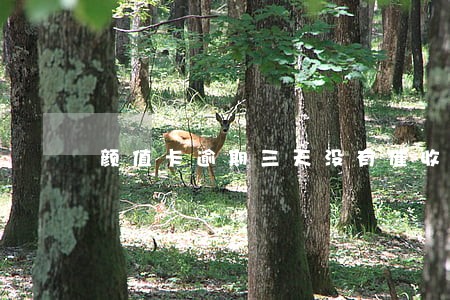 颜值卡逾期三天没有催收 颜值卡逾期三天没有催收