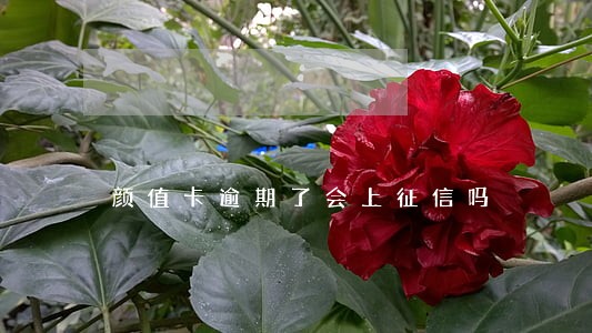 颜值卡逾期了会上征信吗 颜值卡逾期了会上征信吗