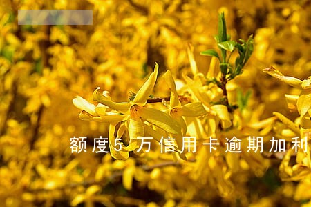 额度5万信用卡逾期加利息5万 额度5万信用卡逾期加利息5万