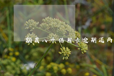 额度八千信用卡逾期还两万 额度八千信用卡逾期还两万