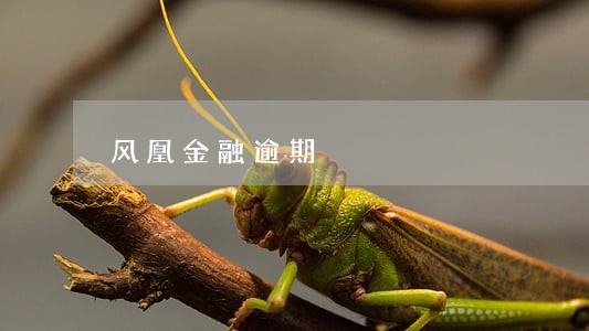 风凰金融逾期 风凰金融逾期
