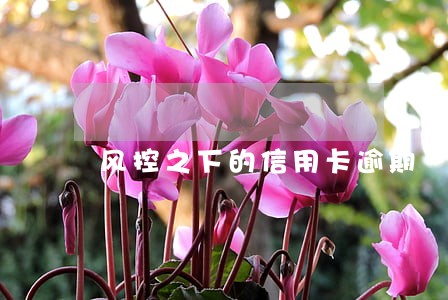 风控之下的信用卡逾期 风控之下的信用卡逾期