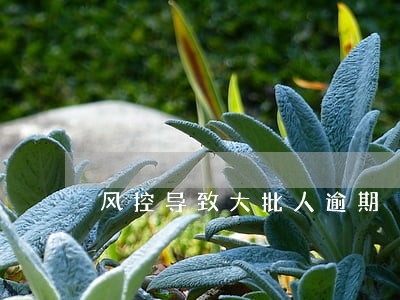 风控导致大批人逾期 风控导致大批人逾期