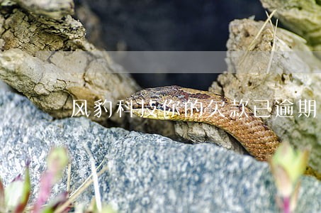 风豹科技你的欠款已逾期