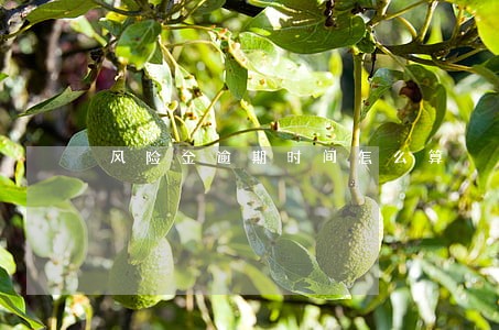 风险金逾期时间怎么算