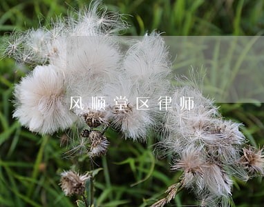 风顺堂区律师 风顺堂区律师