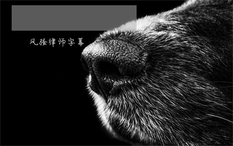 风骚律师字幕 风骚律师字幕