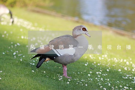 风骚律师第一季电视台播出时间 风骚律师第一季电视台播出时间
