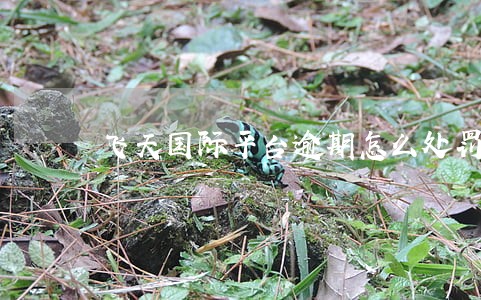 飞天国际平台逾期怎么处罚 飞天国际平台逾期怎么处罚