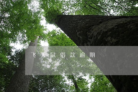 飞天鼠借款逾期 飞天鼠借款逾期