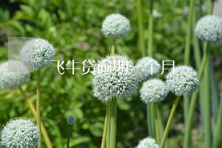 飞牛贷逾期一个月 飞牛贷逾期一个月