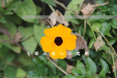 飞猎信用入住逾期 飞猎信用入住逾期