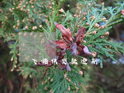 飞猪侠贷款逾期 飞猪侠贷款逾期