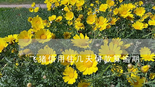 飞猪信用住几天付款算逾期