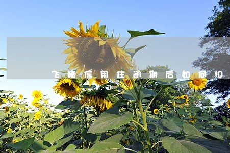 飞猪信用住逾期后如何扣款 飞猪信用住逾期后如何扣款