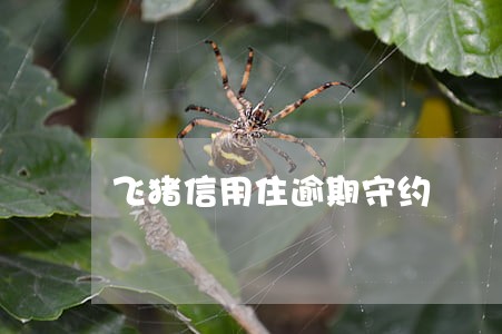 飞猪信用住逾期守约 飞猪信用住逾期守约