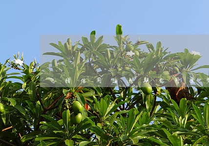 飞猪信用住逾期费用是多少 飞猪信用住逾期费用是多少