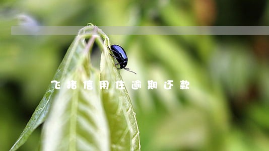 飞猪信用住逾期还款 飞猪信用住逾期还款