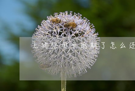 飞猪信用卡逾期了怎么还款