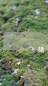 飞猪逾期一个月 飞猪逾期一个月