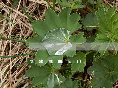 飞猪逾期上门 飞猪逾期上门