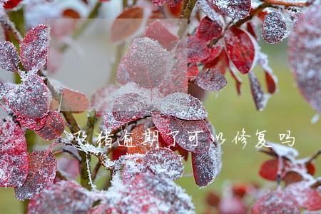 飞猪逾期了可以修复吗