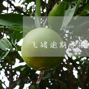 飞猪逾期了银行卡有钱秒扣吗 飞猪逾期了银行卡有钱秒扣吗