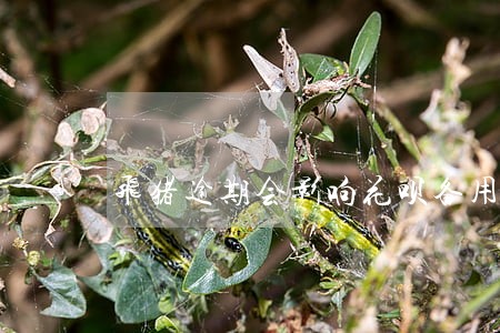 飞猪逾期会影响花呗备用金吗 飞猪逾期会影响花呗备用金吗
