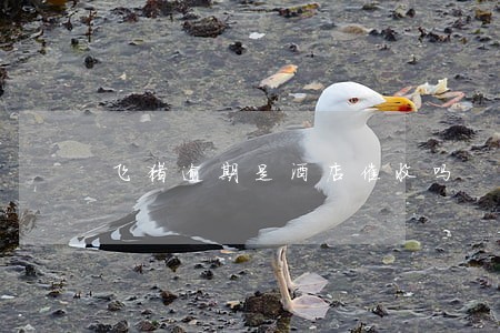 飞猪逾期是酒店催收吗 飞猪逾期是酒店催收吗