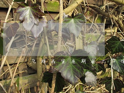 飞琼鑫宝逾期会上征信吗 飞琼鑫宝逾期会上征信吗