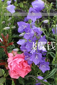 飞碟钱包逾期还能下吗 飞碟钱包逾期还能下吗