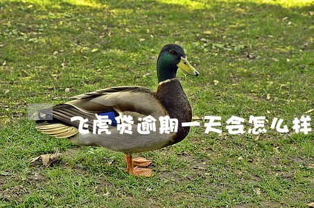 飞虎贷逾期一天会怎么样 飞虎贷逾期一天会怎么样