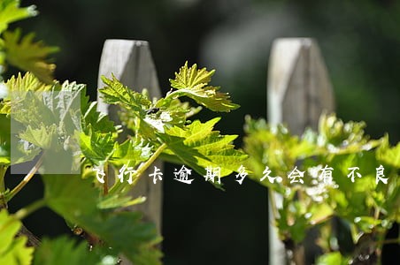 飞行卡逾期多久会有不良记录 飞行卡逾期多久会有不良记录