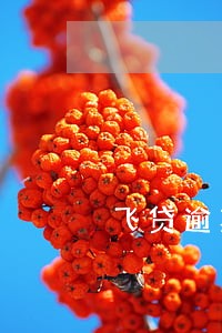 飞贷逾期一天多少利息
