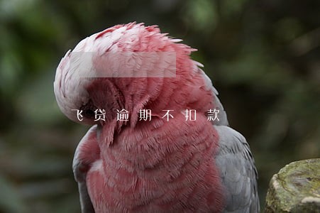 飞贷逾期不扣款 飞贷逾期不扣款