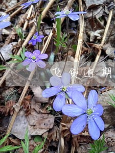 飞贷逾期两天还会怎样 飞贷逾期两天还会怎样