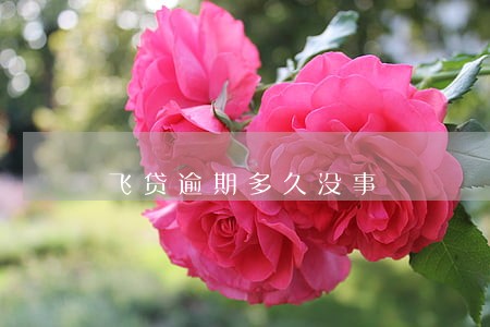 飞贷逾期多久没事 飞贷逾期多久没事