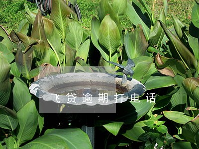 飞贷逾期打电话 飞贷逾期打电话