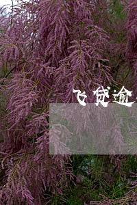 飞贷逾期有什么后果 飞贷逾期有什么后果