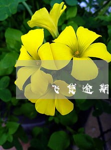 飞贷逾期短信截图 飞贷逾期短信截图