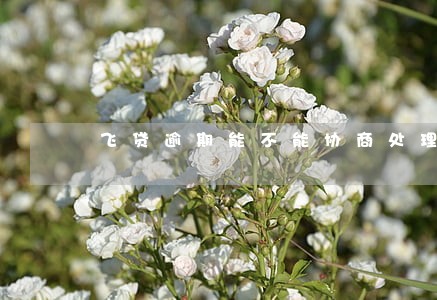飞贷逾期能不能协商处理 飞贷逾期能不能协商处理