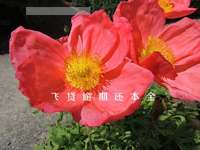 飞贷逾期还本金 飞贷逾期还本金