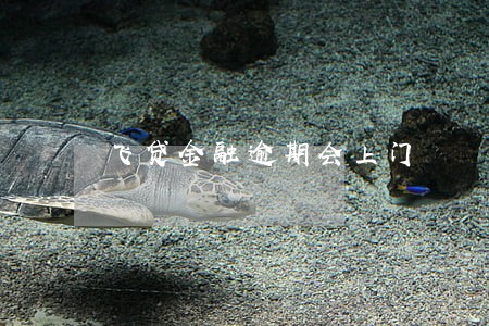 飞贷金融逾期会上门 飞贷金融逾期会上门