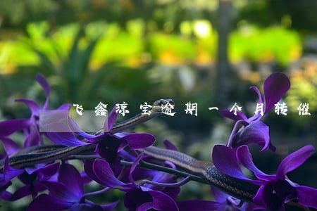 飞鑫琼宝逾期一个月转催收 飞鑫琼宝逾期一个月转催收