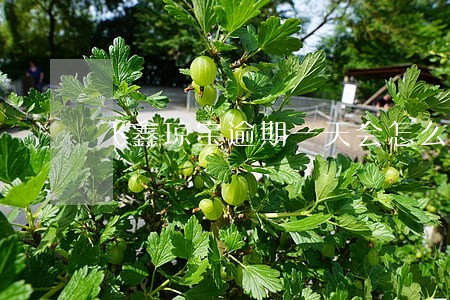 飞鑫琼宝逾期一天会怎么样 飞鑫琼宝逾期一天会怎么样