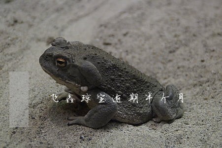 飞鑫琼宝逾期半个月 飞鑫琼宝逾期半个月