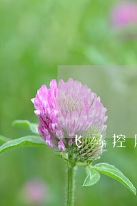 飞马控股人司法冻结